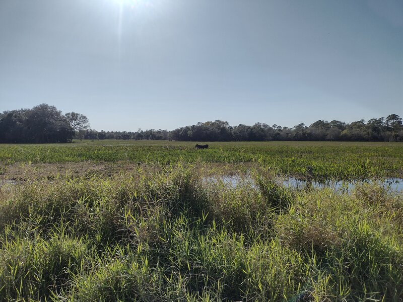 Cow pasture along Blue Trail Bypass. Looking closely, there is a bird on the cow.