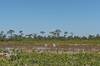 Great egrets along Blue Trail in St. Sebastion River Preserve State Park.