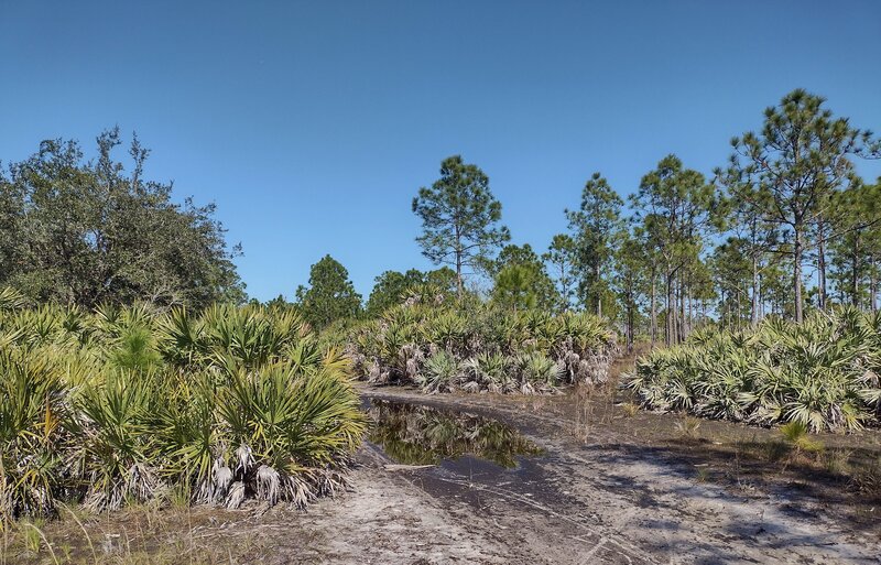 Saw palmettos surround one of many soggy trail stretches along Blue Trail's west side. Mature longleaf pines tower over the palmettos.