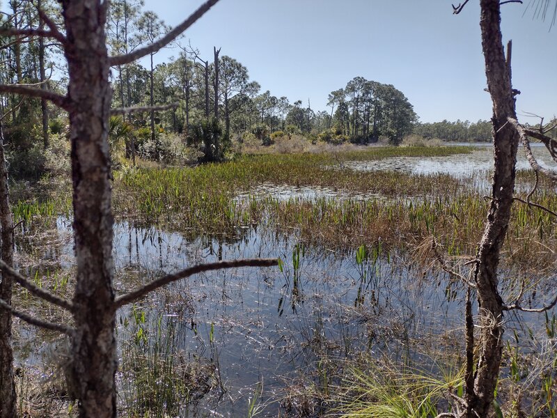 Marshy lake passed on the wet western section of Blue Trail.