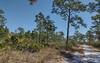 Longleaf pines and saw palmettos along sandy trail on the drier east side of Blue Trail.