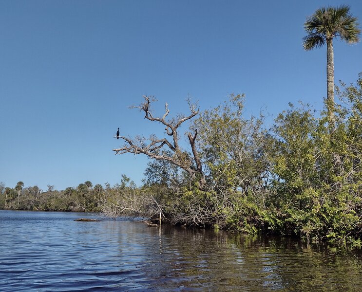 Sebastian River. Cormorant posing in the tree (center-left).