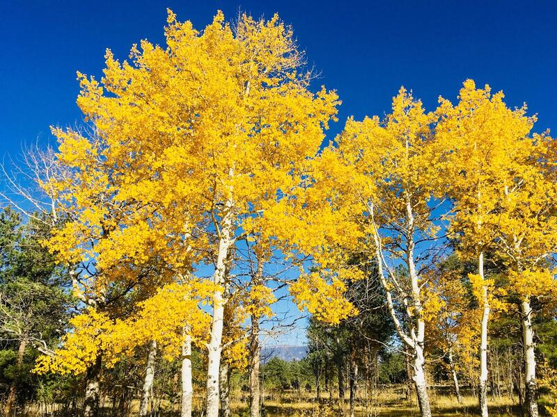 Aspens at peak color.