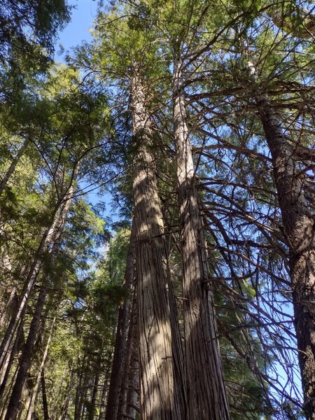 Stately tall, tall cedars and hemlocks abound in the forests along the west shores of Priest Lake.