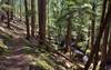 Tango Creek, below, is one of many creeks in the beautiful, sunlit forest, along Lakeshore Trail.