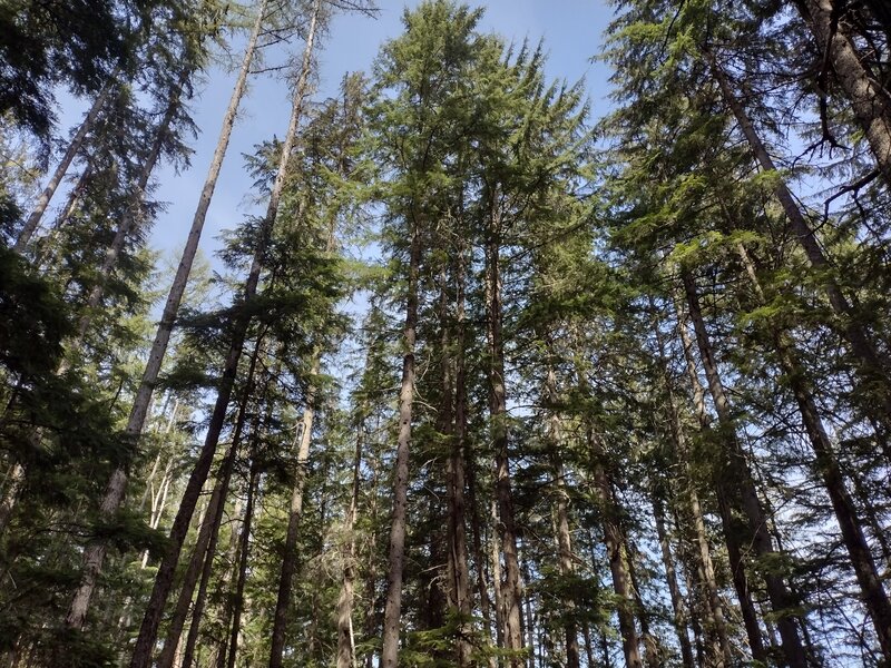 The impressive cedar and hemlock forest canopy rises high above the trail.