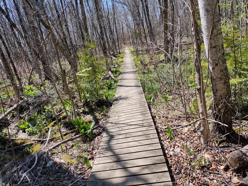 Watt's Lake Trail - Meadow Loop Boardwalk