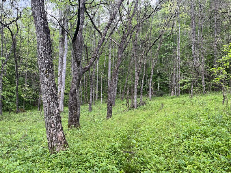 McKee Branch Trail looking upwards near its beginning as it navigates through a meadow between Caldwell Fork and McKee Branch.