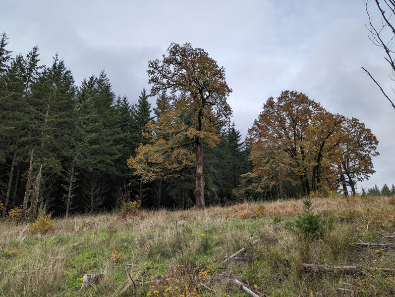 Clearing on the Woodland Trail section in Chehalem Ridge Nature Park.