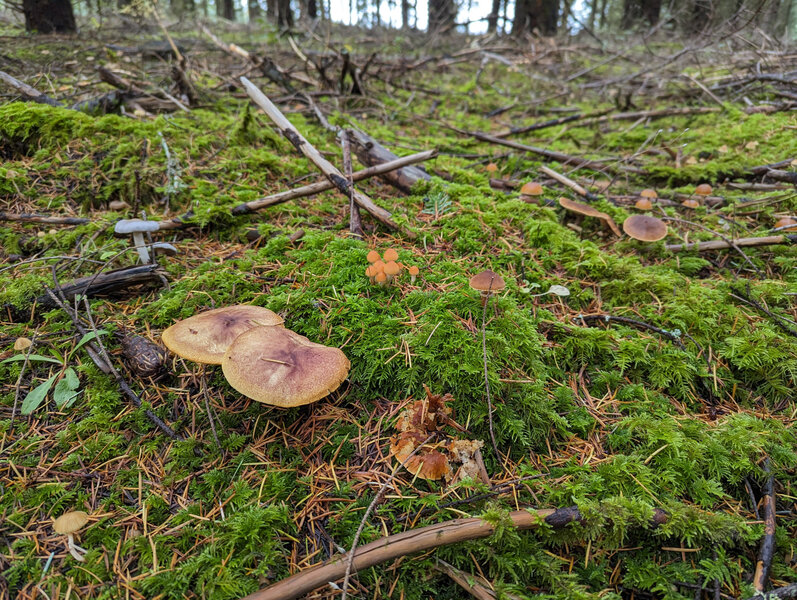 Mushrooms in Chehalem Ridge Nature Park.