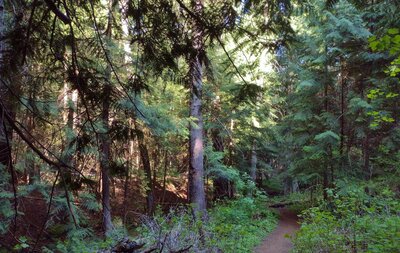 Stately western red cedars dominate the forest along the North Fork of Spring Creek, where Reservoir Ridge Trail runs. The creek can be seen in the dark area on the lower left.