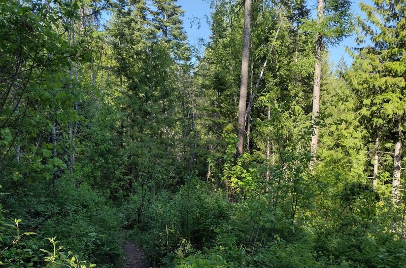 As the trail climbs, it becomes drier with more sunshine, and so there is dense, lush undergrowth with the sun.  Other trees join the towering cedars (right).