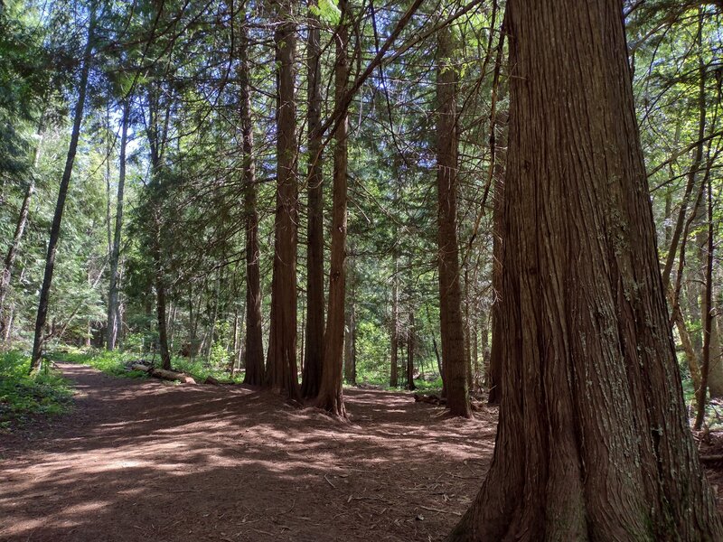 Huge, old western red cedars in the well shaded creek valley, along Majestic Passage Trail.