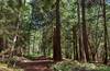 The beautiful, well shaded forest dominated by stately cedars and hemlocks.