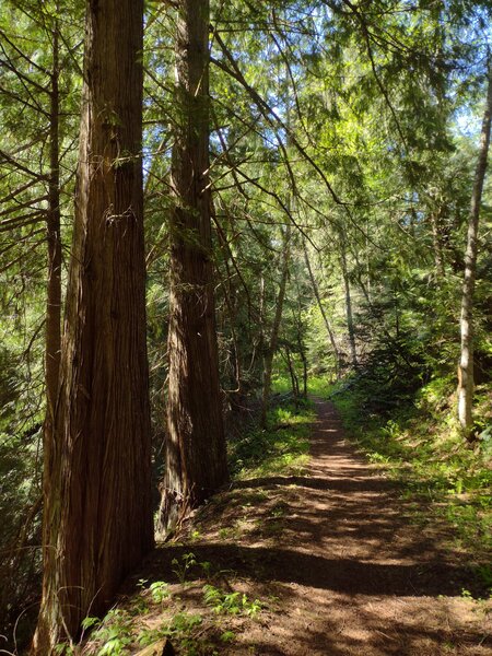 Steep slopes guarded by the huge, tall cedars, drop down to the creek (not visible) to the left.