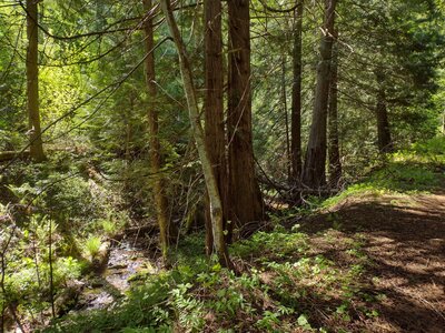 Majestic Passage follows the North Fork of Spring Creek upstream (lower left). As it gently climbs, more sunlight shines through the canopy, leading to ferns and other dense undergrowth vegetation.