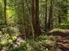 Majestic Passage follows the North Fork of Spring Creek upstream (lower left). As it gently climbs, more sunlight shines through the canopy, leading to ferns and other dense undergrowth vegetation.