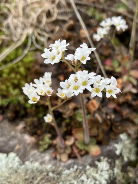 Early Saxifrage (Micranthes virginiensis).