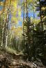 Aspens on Starvation Creek.