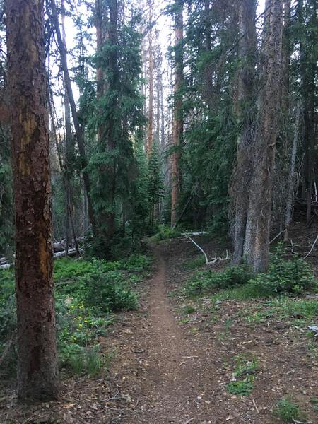 Dropping into the pines on Starvation Creek.