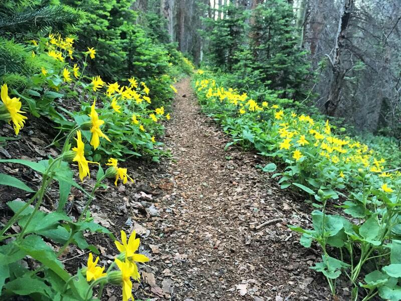 Wildflowers on Starvation Creek.