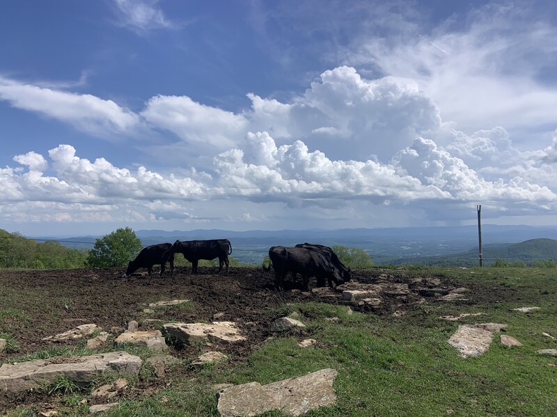 Cows on Bearwallow Mountain.