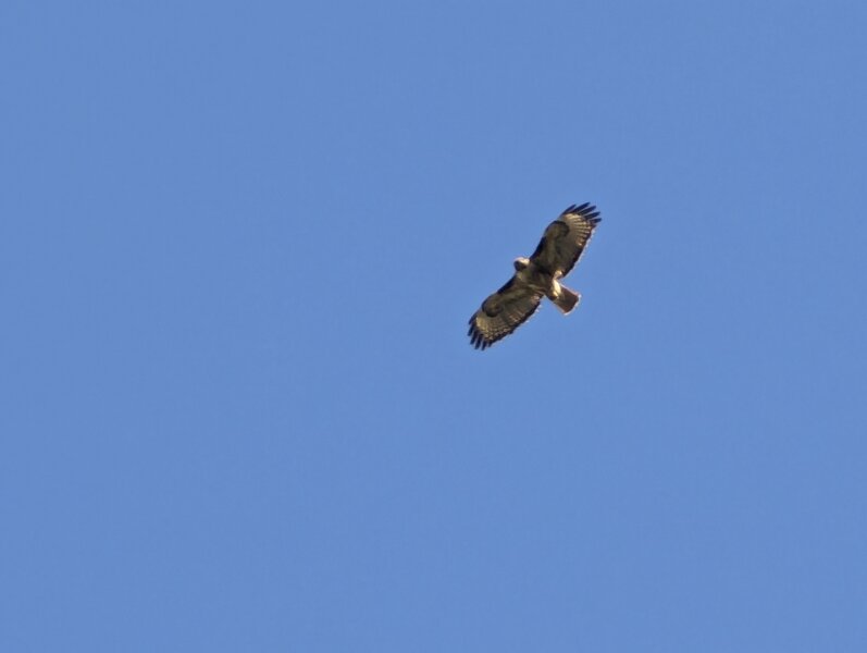 Hawk soaring on the afternoon thermals.