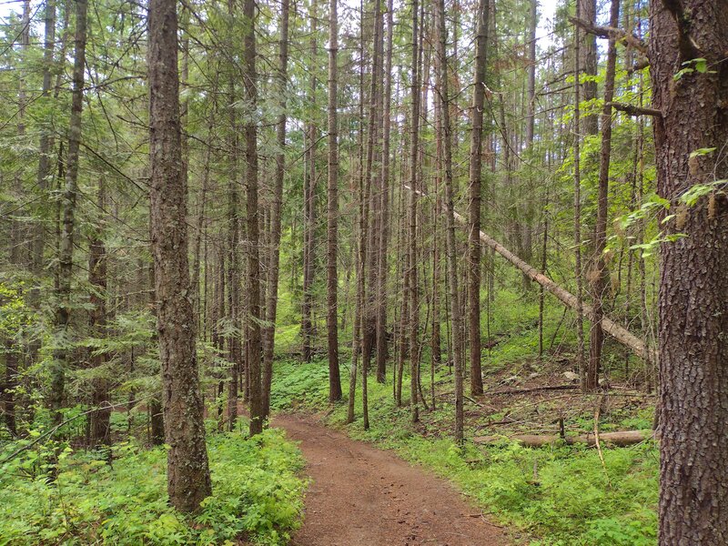 Pretty conifer forest - pines, cedars, hemlocks, and more, with Highpoint Trail traveling through.