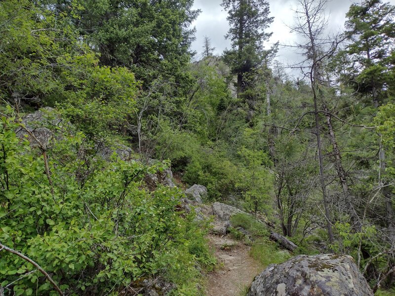 The trail begins climbing to the rocky highpoint, the trail's namesake, that is seen through the trees ahead.