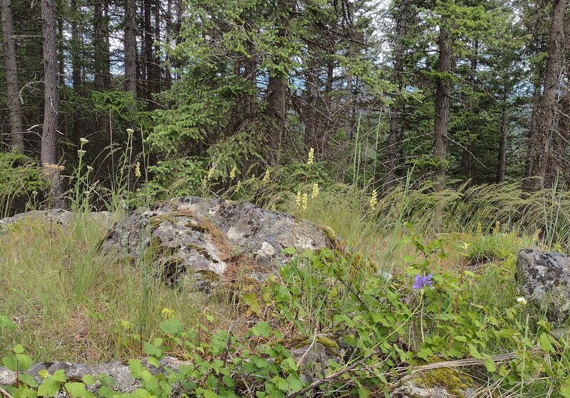 Pretty wildflowers in a small grassy open area amid all the rocks, on the top of the rocky highpoint.