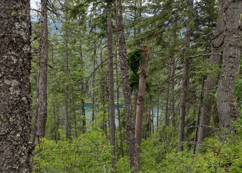 Lake Pend O'reille's Buttonhook Bay is seen below through the trees, from the top of the rocky highpoint.