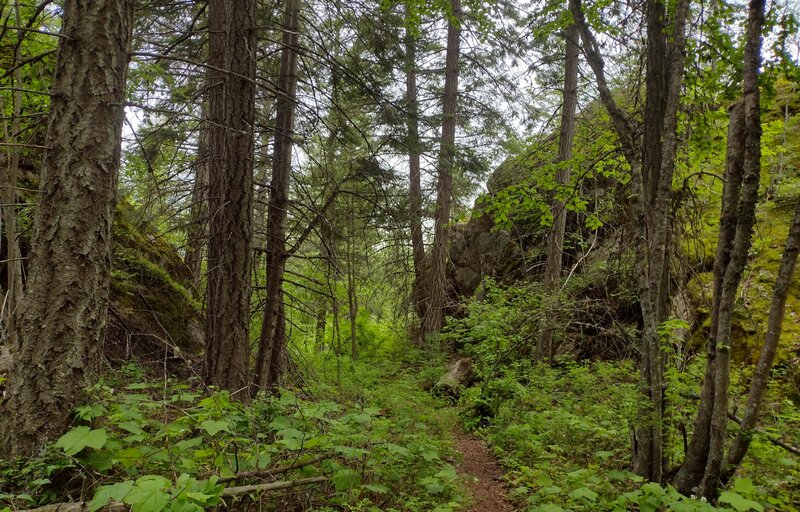 Huge rocky outcroppings amid the beautiful conifer forest along Scout Trail.