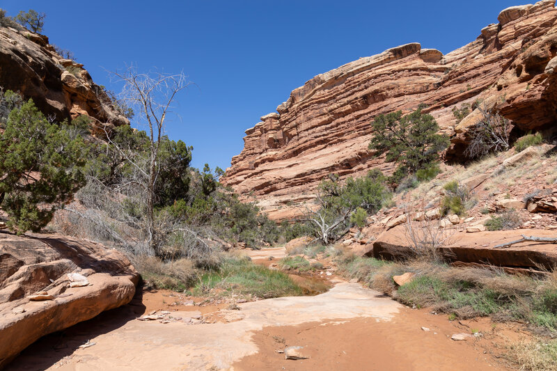 Walking through the mostly dry bed of Trail Canyon.