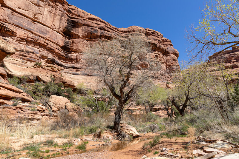 Near the confluence of Trail Canyon and Slickhorn Canyon.