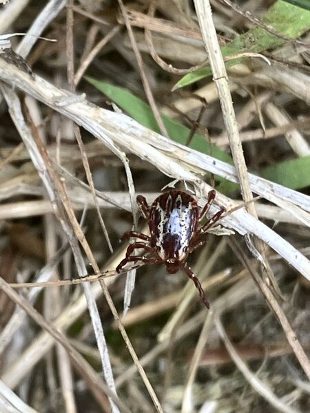 Stay out of the tall grass!  The ticks are out.