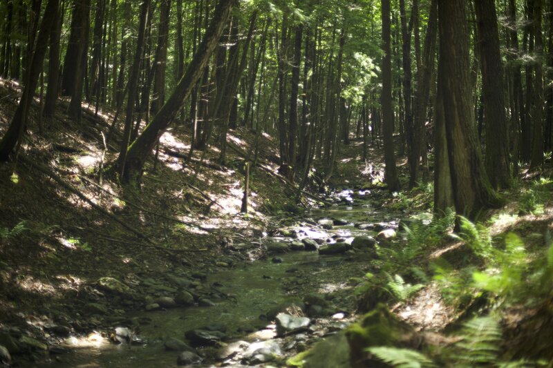 Blow-Me-Up Brook runs along the trail through the woods.