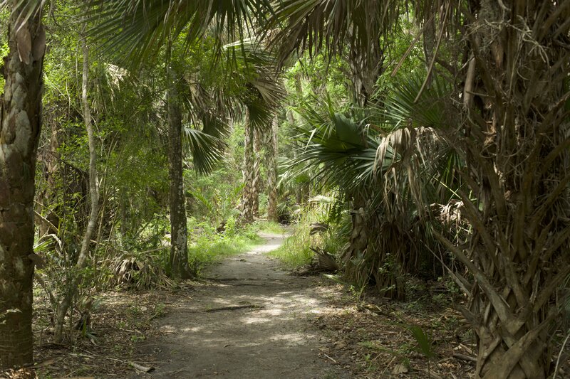 The trail leading through palm trees and other plants on the way to the house at Eldora, where you can learn about this once thriving community.