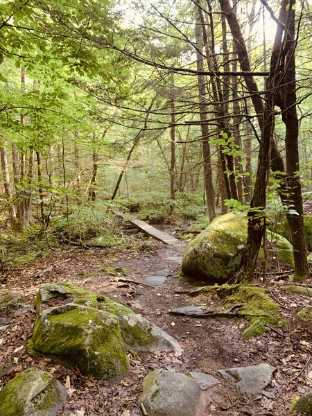 Rocks, roots, and bridges throughout.