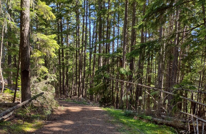 Portage Trail, used to carry kayaks and other small boats, goes through the beautiful conifer forest on its way from the parking area to the launch site.