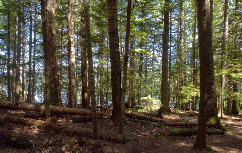 Upper Priest Lake is seen through the trees, as one heads down Plowboy Camp Spur from Navigation Trail.