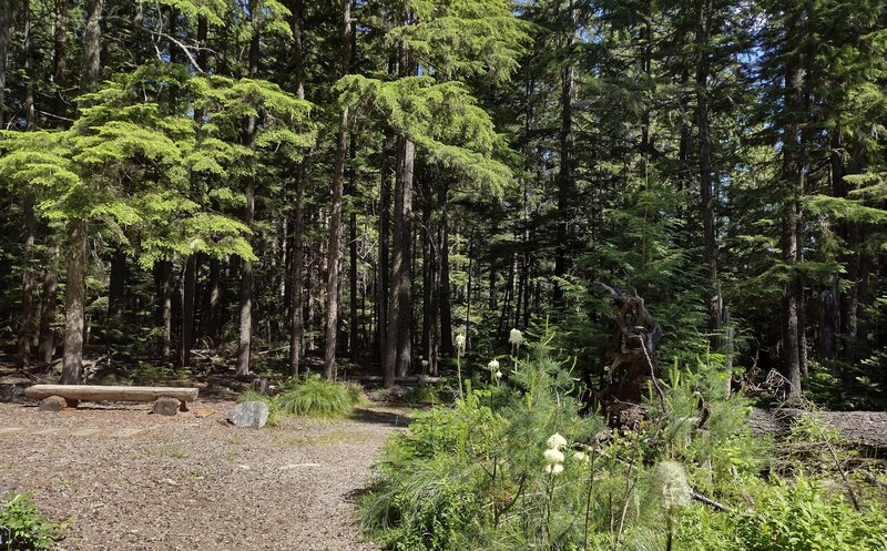 Heading out, into the beautiful conifer forest. Bear grass and other wildflowers starting to bloom on a perfect first day of summer. Navigation Trail southern trailhead.