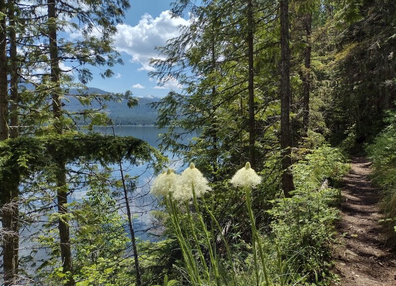 Bear grass blooming along Navigation Trail.  With a backdrop of beautiful forest, Upper Priest Lake, and the Selkirk Mountains in the distance.