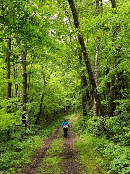 On the Deer Lake Trail near the crossover.