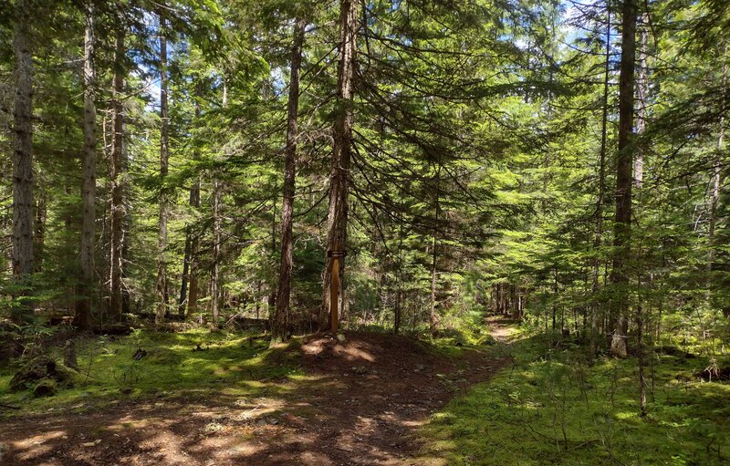 Just the pretty conifer forest with the trails running through it, on a beautiful first day of summer... Navigation Camp Access, Plowboy Mountain Trail, and Navigation Trail junction.