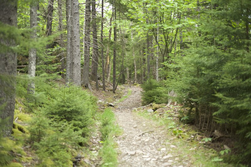 The quarry trail passes through woods where you can escape the crowds and enjoy the quietness of the woods.