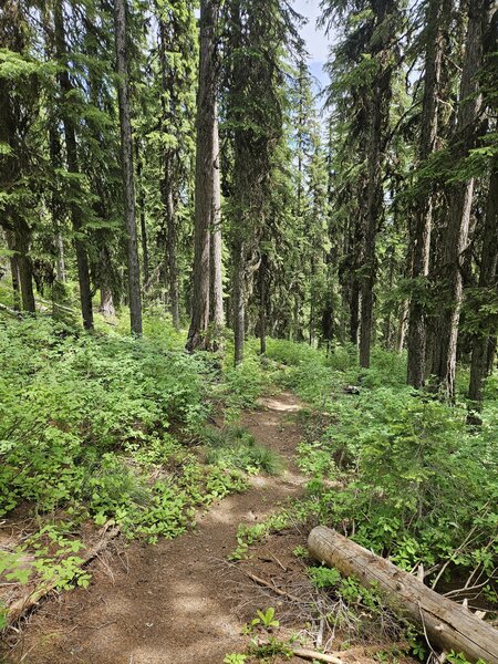 The trail to Surveyor Lake.