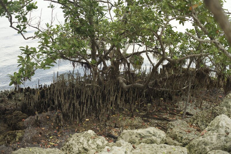 Black mangrove trees can be seen along the trail. The pencil like roots are called pneumatophores, which means "air breathing roots," help the plant breathe when they stand close to or in water.