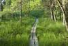 Raised logs provide dry ground for easy walking through the marshy area by the road.