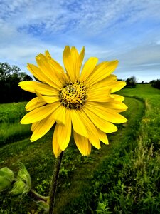 A Compass Plant grows on Rattlesnake Bluff.