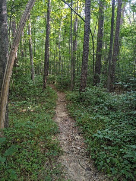 New Hope Bottomlands trail section.